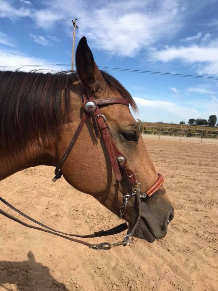 Bill and a Hackamore